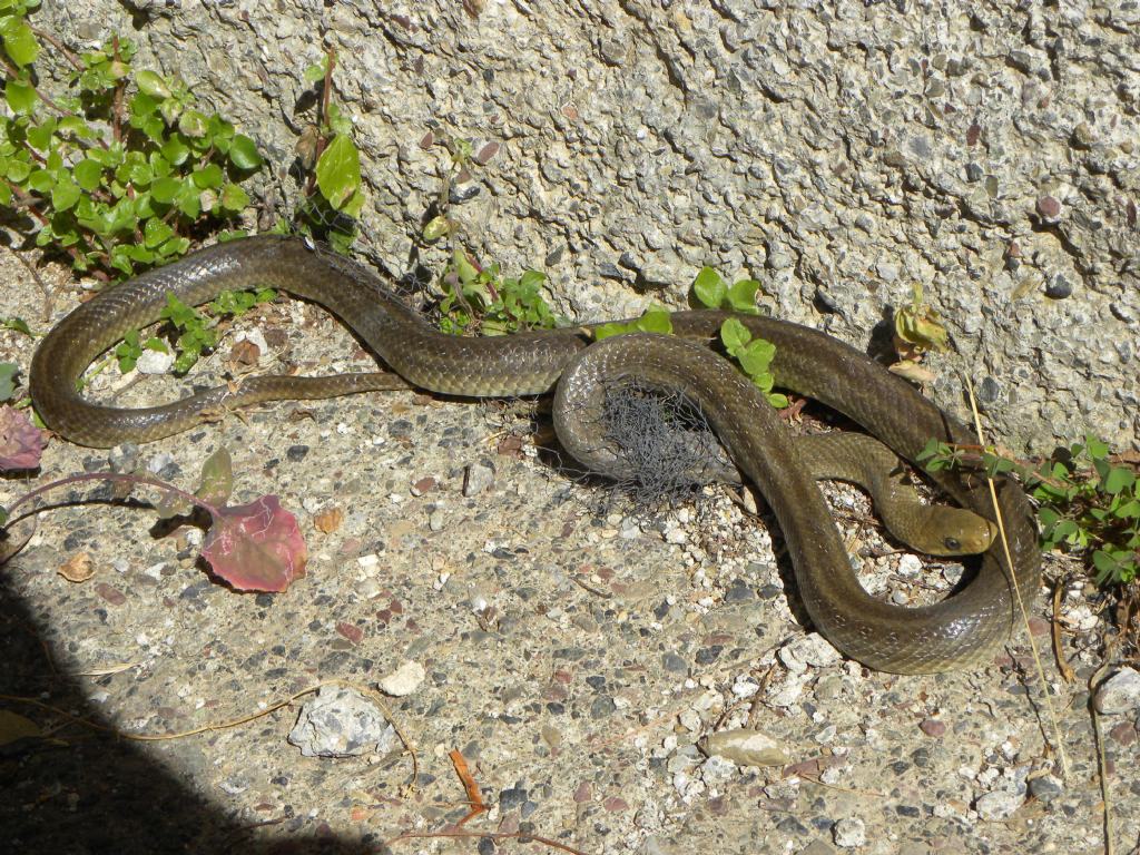 determinazione serpente